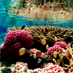 barrier reef