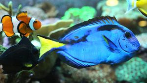 blue_tang