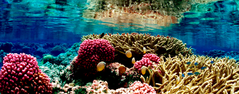 barrier reef