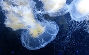 jellyfish_invasive