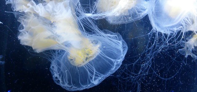 jellyfish_invasive